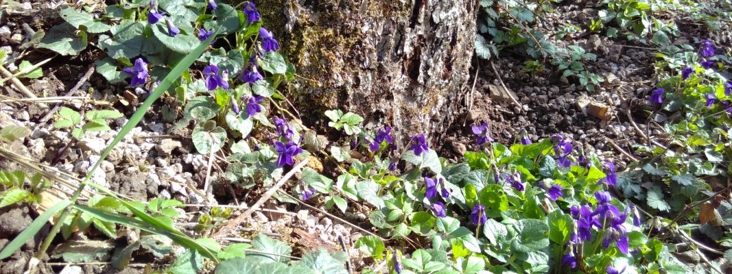 Frühling!