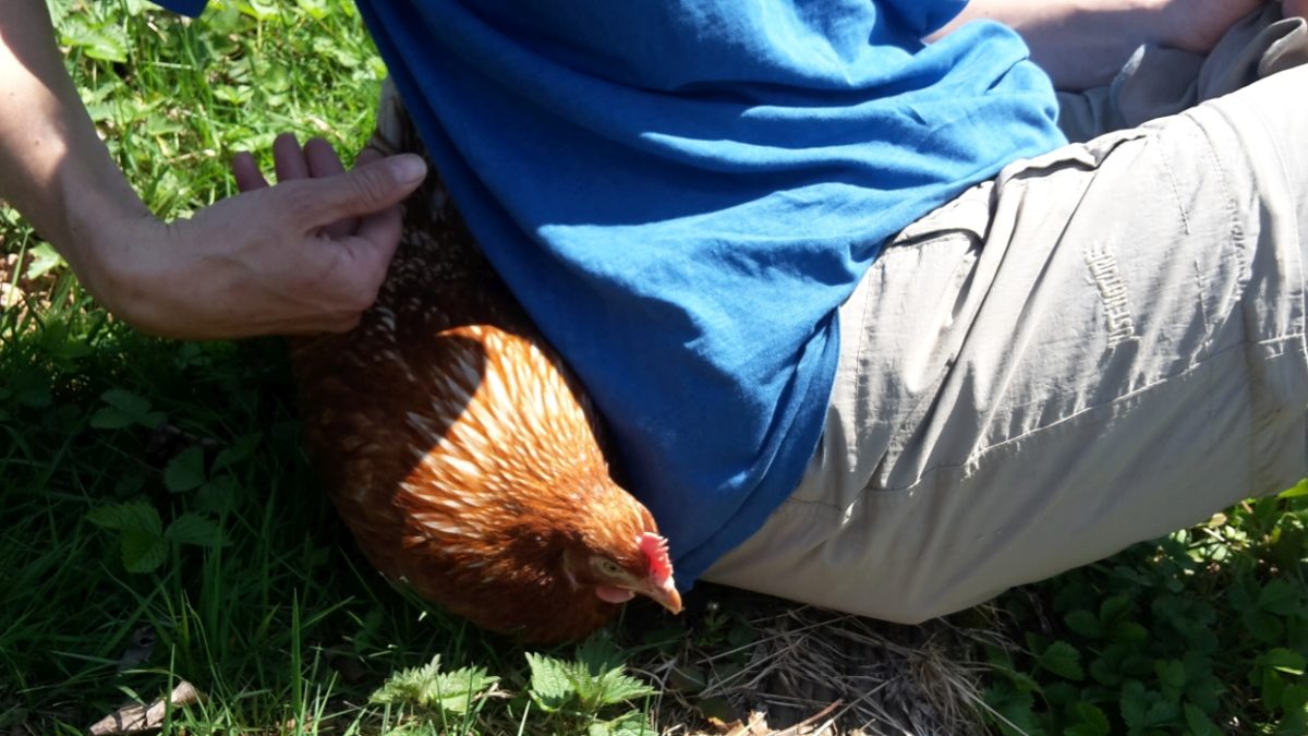 Hilde ist zumindest im Freien ein echtes Kuschel-Huhn.