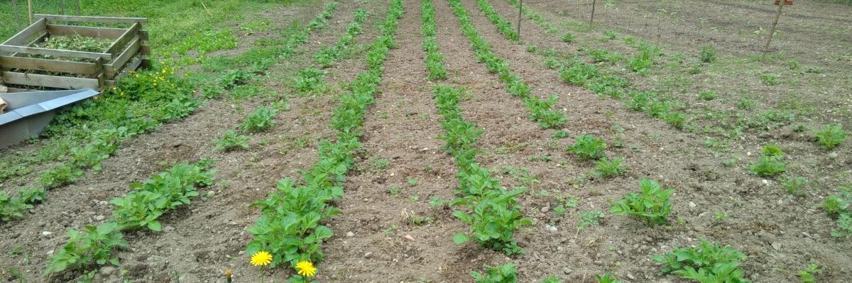 Technik-Frust und Garten-Lust