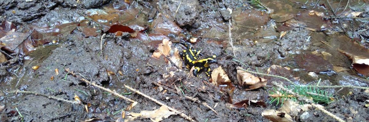 Schwarz-gelb im Wald