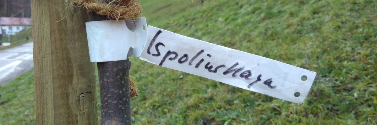 Nachgepflanzt!