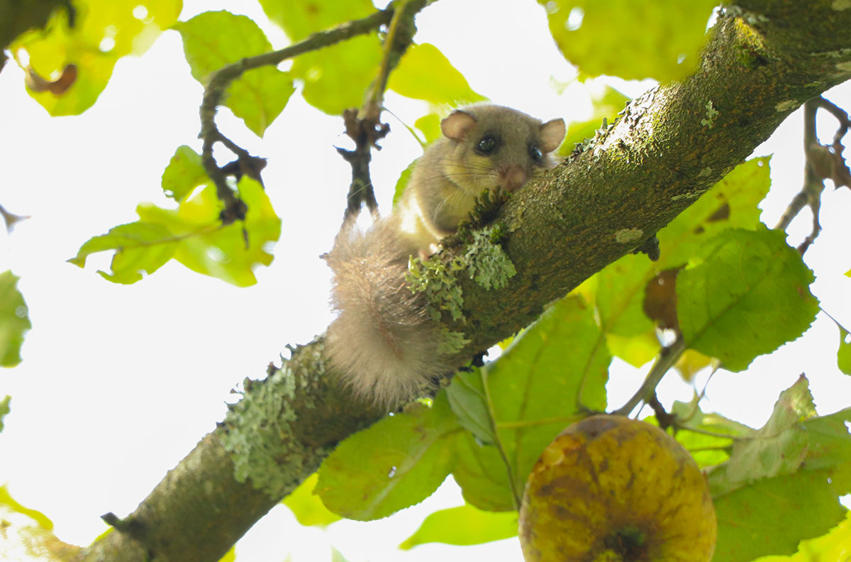 Siebenschläfer im Apfelbaum