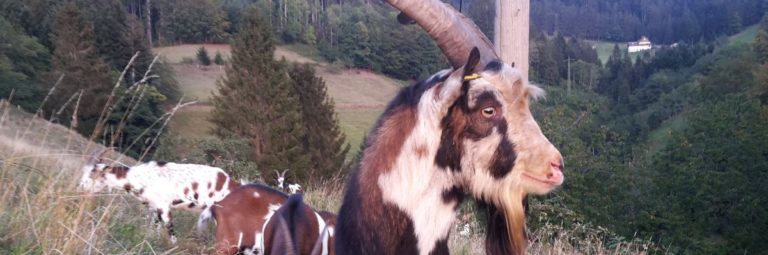Tierische Neuigkeiten