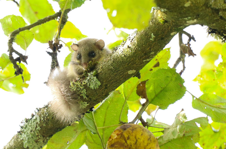 Knuffiger Besuch: Siebenschläfer im Apfelbaum